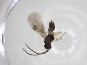  ( - CBG-A33545-G09)  @11 [ ] CreativeCommons - Attribution Share - Alike (2024) Centre for Biodiversity Genomics Centre for Biodiversity Genomics