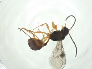  ( - CBG-A33546-C01)  @11 [ ] CreativeCommons - Attribution Share - Alike (2024) Centre for Biodiversity Genomics Centre for Biodiversity Genomics