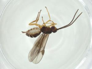  ( - CBG-A33546-H02)  @11 [ ] CreativeCommons - Attribution Share - Alike (2024) Centre for Biodiversity Genomics Centre for Biodiversity Genomics