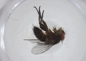  (Siphona Malaise0546 - CBG-A33566-C10)  @11 [ ] CreativeCommons - Attribution Share - Alike (2024) Centre for Biodiversity Genomics Centre for Biodiversity Genomics