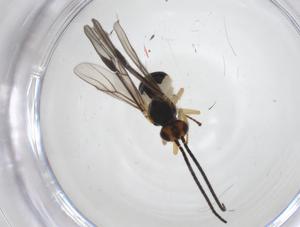  (Bracon Malaise4588 - CBG-A33570-F01)  @11 [ ] CreativeCommons - Attribution Share - Alike (2024) Centre for Biodiversity Genomics Centre for Biodiversity Genomics