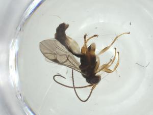  ( - CBG-A33572-G09)  @11 [ ] CreativeCommons - Attribution Share - Alike (2024) Centre for Biodiversity Genomics Centre for Biodiversity Genomics