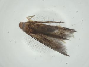  ( - CBG-A33591-B04)  @11 [ ] CreativeCommons - Attribution Share - Alike (2024) Centre for Biodiversity Genomics Centre for Biodiversity Genomics