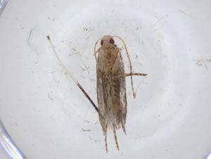  ( - CBG-A33594-F05)  @11 [ ] CreativeCommons - Attribution Share - Alike (2024) Centre for Biodiversity Genomics Centre for Biodiversity Genomics