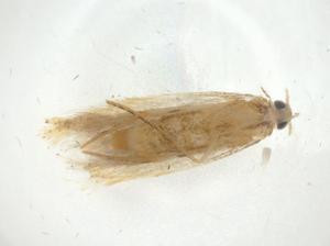  ( - CBG-A33598-A12)  @11 [ ] CreativeCommons - Attribution Share - Alike (2024) Centre for Biodiversity Genomics Centre for Biodiversity Genomics