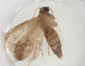  (Idaea Malaise2861 - CBG-A33604-A02)  @11 [ ] CreativeCommons - Attribution Share - Alike (2024) Centre for Biodiversity Genomics Centre for Biodiversity Genomics