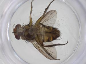  (Ceromya Malaise6234 - CBG-A34194-A07)  @11 [ ] CreativeCommons - Attribution Share - Alike (2024) Centre for Biodiversity Genomics Centre for Biodiversity Genomics