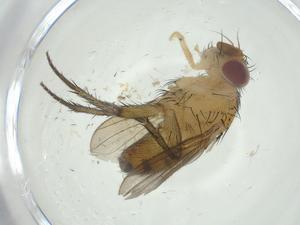  (Siphona Malaise4337 - CBG-A34216-G08)  @11 [ ] CreativeCommons - Attribution Share - Alike (2024) Centre for Biodiversity Genomics Centre for Biodiversity Genomics