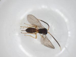  ( - CBG-A34224-F07)  @11 [ ] CreativeCommons - Attribution Share - Alike (2024) Centre for Biodiversity Genomics Centre for Biodiversity Genomics