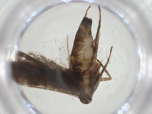  ( - CBG-A34238-C04)  @11 [ ] CreativeCommons - Attribution Share - Alike (2024) Centre for Biodiversity Genomics Centre for Biodiversity Genomics