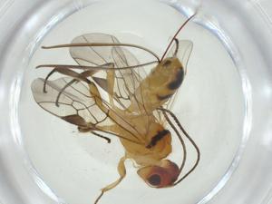  (Capitonius Malaise4676 - CBG-A34242-F04)  @11 [ ] CreativeCommons - Attribution Share - Alike (2024) Centre for Biodiversity Genomics Centre for Biodiversity Genomics