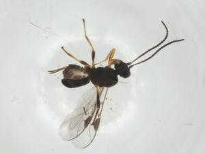  (Triaspis Malaise1187 - CBG-A34247-C10)  @11 [ ] CreativeCommons - Attribution Share - Alike (2024) Centre for Biodiversity Genomics Centre for Biodiversity Genomics