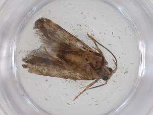  ( - CBG-A34249-B08)  @11 [ ] CreativeCommons - Attribution Share - Alike (2024) Centre for Biodiversity Genomics Centre for Biodiversity Genomics