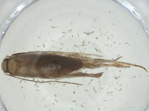  ( - CBG-A34251-C09)  @11 [ ] CreativeCommons - Attribution Share - Alike (2024) Centre for Biodiversity Genomics Centre for Biodiversity Genomics