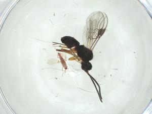  ( - CBG-A34254-H07)  @11 [ ] CreativeCommons - Attribution Share - Alike (2024) Centre for Biodiversity Genomics Centre for Biodiversity Genomics