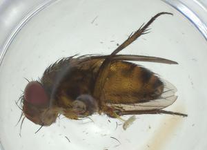  (Siphona Malaise1646 - CBG-A34256-H02)  @11 [ ] CreativeCommons - Attribution Share - Alike (2024) Centre for Biodiversity Genomics Centre for Biodiversity Genomics