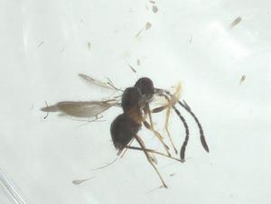  (Dolichoderus validus - CBG-A34265-C12)  @11 [ ] CreativeCommons - Attribution Share - Alike (2024) Centre for Biodiversity Genomics Centre for Biodiversity Genomics