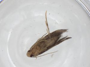  ( - CBG-A34272-A06)  @11 [ ] CreativeCommons - Attribution Share - Alike (2024) Centre for Biodiversity Genomics Centre for Biodiversity Genomics