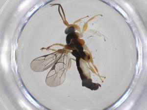  ( - CBG-A34272-C11)  @11 [ ] CreativeCommons - Attribution Share - Alike (2024) Centre for Biodiversity Genomics Centre for Biodiversity Genomics