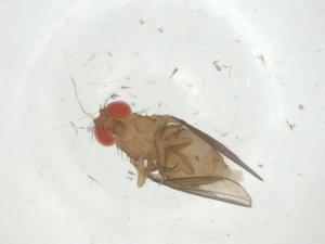  (Drosophila willistoni - CBG-A34273-A07)  @11 [ ] CreativeCommons - Attribution Share - Alike (2024) Centre for Biodiversity Genomics Centre for Biodiversity Genomics
