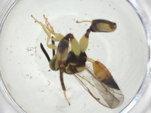  (Conura Malaise2017 - CBG-A34273-H05)  @11 [ ] CreativeCommons - Attribution Share - Alike (2024) Centre for Biodiversity Genomics Centre for Biodiversity Genomics