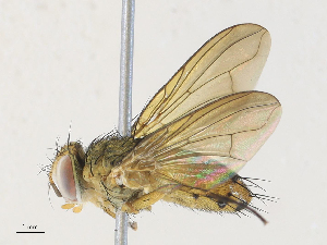  (Genea Janzen03 - CBG-A34335-G03)  @11 [ ] CreativeCommons - Attribution Share - Alike (2024) CBG Photography Group Centre for Biodiversity Genomics