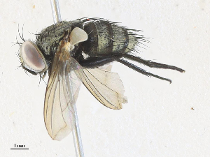  (Houghia Janzen8312 - CBG-A34338-F03)  @11 [ ] CreativeCommons - Attribution Share - Alike (2024) CBG Photography Group Centre for Biodiversity Genomics