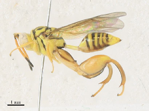  (chalMalaise1423 - CBG-A34339-C05)  @11 [ ] CreativeCommons - Attribution Share - Alike (2024) CBG Photography Group Centre for Biodiversity Genomics