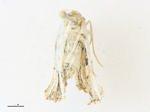  ( - CBG-A34340-D10)  @11 [ ] CreativeCommons - Attribution Share - Alike (2024) CBG Photography Group Centre for Biodiversity Genomics