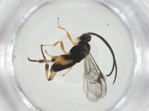  (Hypomicrogaster Malaise4403 - CBG-A34572-C07)  @11 [ ] CreativeCommons - Attribution Share - Alike (2024) Centre for Biodiversity Genomics Centre for Biodiversity Genomics