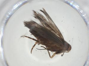  ( - CBG-A34575-D04)  @11 [ ] CreativeCommons - Attribution Share - Alike (2024) Centre for Biodiversity Genomics Centre for Biodiversity Genomics