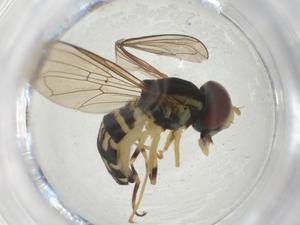  ( - CBG-A34583-A07)  @11 [ ] CreativeCommons - Attribution Share - Alike (2024) Centre for Biodiversity Genomics Centre for Biodiversity Genomics