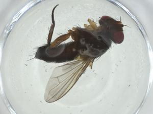  (Borgmeiermyia Janzen1645 - CBG-A34589-E05)  @11 [ ] CreativeCommons - Attribution Share - Alike (2024) Centre for Biodiversity Genomics Centre for Biodiversity Genomics