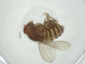  (Drosophila paranaensis - CBG-A34589-F06)  @11 [ ] CreativeCommons - Attribution Share - Alike (2024) Centre for Biodiversity Genomics Centre for Biodiversity Genomics