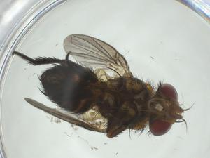  (Siphona Malaise7730 - CBG-A34592-H06)  @11 [ ] CreativeCommons - Attribution Share - Alike (2024) Centre for Biodiversity Genomics Centre for Biodiversity Genomics