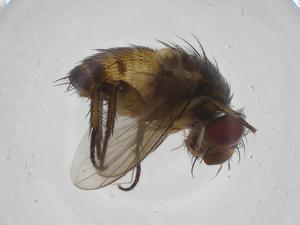  (Siphona Malaise3355 - CBG-A34593-E11)  @11 [ ] CreativeCommons - Attribution Share - Alike (2024) Centre for Biodiversity Genomics Centre for Biodiversity Genomics