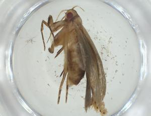  ( - CBG-A34595-C08)  @11 [ ] CreativeCommons - Attribution Share - Alike (2024) Centre for Biodiversity Genomics Centre for Biodiversity Genomics