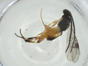  (Hypomicrogaster Janzen08 - CBG-A34595-E07)  @11 [ ] CreativeCommons - Attribution Share - Alike (2024) Centre for Biodiversity Genomics Centre for Biodiversity Genomics