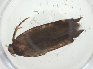  (gelMalaise01 Malaise7095 - CBG-A34604-B01)  @11 [ ] CreativeCommons - Attribution Share - Alike (2024) Centre for Biodiversity Genomics Centre for Biodiversity Genomics