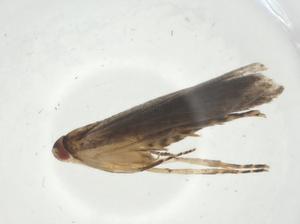  ( - CBG-A34698-B02)  @11 [ ] CreativeCommons - Attribution Share - Alike (2024) Centre for Biodiversity Genomics Centre for Biodiversity Genomics