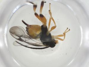  (Hypomicrogaster rugosus - CBG-A34706-B04)  @11 [ ] CreativeCommons - Attribution Share - Alike (2024) Centre for Biodiversity Genomics Centre for Biodiversity Genomics