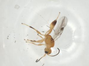  ( - CBG-A34734-F10)  @11 [ ] CreativeCommons - Attribution Share - Alike (2024) Centre for Biodiversity Genomics Centre for Biodiversity Genomics