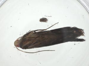  ( - CBG-A34742-E01)  @11 [ ] CreativeCommons - Attribution Share - Alike (2024) Centre for Biodiversity Genomics Centre for Biodiversity Genomics