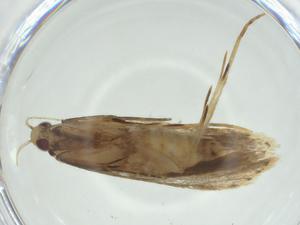  ( - CBG-A34743-E12)  @11 [ ] CreativeCommons - Attribution Share - Alike (2024) Centre for Biodiversity Genomics Centre for Biodiversity Genomics