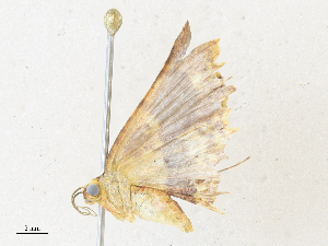  (Eois Malaise7273 - CBG-A35134-B09)  @11 [ ] CreativeCommons - Attribution Share - Alike (2024) CBG Photography Group Centre for Biodiversity Genomics