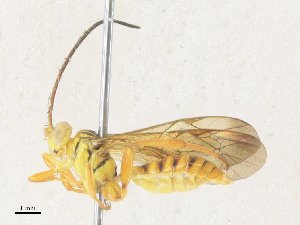  ( - CBG-A35135-C07)  @11 [ ] CreativeCommons - Attribution Share - Alike (2024) CBG Photography Group Centre for Biodiversity Genomics