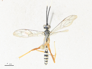  ( - CBG-A35140-D09)  @11 [ ] CreativeCommons - Attribution Share - Alike (2024) CBG Photography Group Centre for Biodiversity Genomics