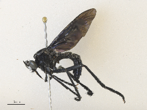  (Diogmites nigripennis - CBG-A36769-G07)  @11 [ ] CreativeCommons - Attribution Share - Alike (2024) CBG Photography Group Centre for Biodiversity Genomics