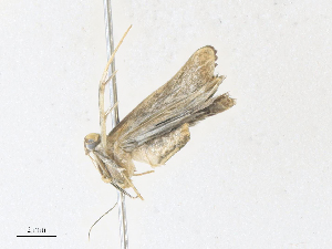  ( - CBG-A36817-D09)  @11 [ ] CreativeCommons - Attribution Share - Alike (2024) CBG Photography Group Centre for Biodiversity Genomics