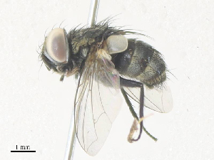  (Argyrophylax albincisaDHJ05 - CBG-A36819-B07)  @11 [ ] CreativeCommons - Attribution Share - Alike (2024) CBG Photography Group Centre for Biodiversity Genomics
